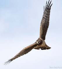Birds Of North Idaho Northern Harrier North Of Bruneau Idaho Within The Morley Nelson Snake River Birds Of Prey National Conservation Area Idaho Wildlife Birds Of Prey
