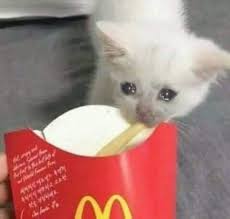 And raw potatoes are absolutely toxic to cats. Sad Cat Memes On Twitter Sad French Fry Cat