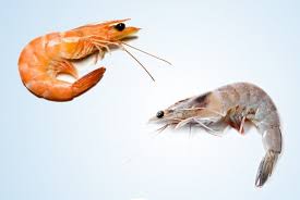 How To Tell The Difference Between A Shrimp And A Prawn Everybodycraves Shrimp Prawn Prawn Shrimp