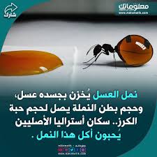 نمل العسل Art Drawings Drawings Art