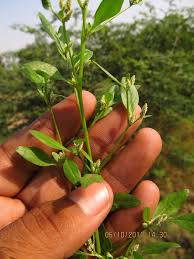 Image result for Nothosaerva