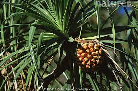 Image result for Pandanus sp. A