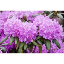 Free shipping on orders over $99 with arrive alive guarantee from the tree center. Rhododendron Pg 1 Roseum Elegans Pflanzen Fur Dich De 12 95