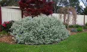Image result for Helichrysum polioides