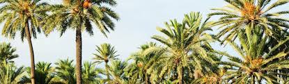 Van china ranch date farm. Coachella S Sweet Treasure Dates