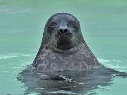 Einzigartig bilder ausmalen tiere bilder zum ausmalen ausmalen ausmalbilder tiere. Robben Und Seehunde Im Wattenmeer Ecomare Texel