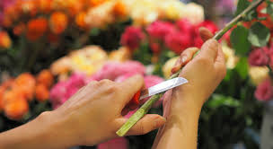 Flowers And Gifts From Berlin Shipping Europe Overnight Reviews