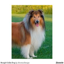 Rough Collie Dog Postcard Zazzle Com In 2020 Rough Collie Collie Dog Collie Puppies