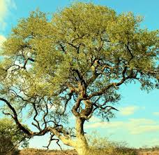 Image result for Vepris zambesiaca