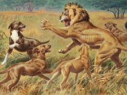 The rhodesian ridgeback, often referred to as the african lion hound, is a native of south africa. Rhodesian Ridgeback