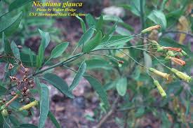 Image result for Nicotiana glauca