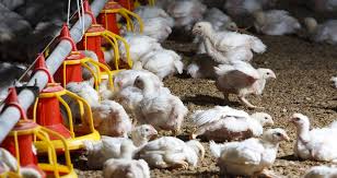 We did not find results for: Farm Animal Welfare In The Industrial System Foodprint