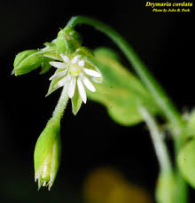 Image result for Drymaria cordata