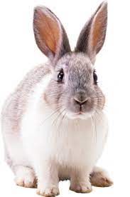 3056867065 1 3 8qlbjbcs Gif Photo By Miras46 Rabbit Pictures Rabbit Png Pet Rabbit Care