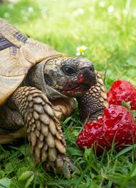 See more ideas about turtle eating strawberry, turtle, baby turtles. Close Up Of A Tortoise Eating Grass On A Lawn Stock Photo Picture And Royalty Free Image Image 88557326