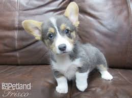 Find corgi puppies for sale with pictures from reputable corgi breeders. Pembroke Welsh Corgi Dog Male Blue Tn Wht 2714922 Petland Frisco Tx