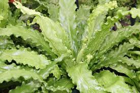Image result for Asplenium laurentii
