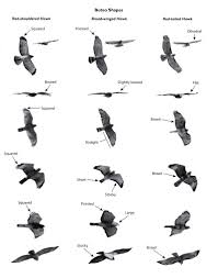 Images Of Uk Birds Of Prey In Flight Review Hawks From Every Angle How To Identify Raptors In Flight Birds Flying Backyard Birds Pet Birds