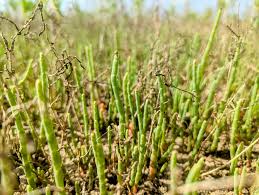 Image result for Asparagus minutiflorus