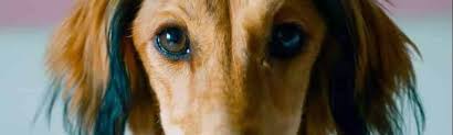 Short of changing career, aging 20 years overnight or simply giving up driving for good, it might at first glance seem hopeless. Greyhound Dog Breed Overview Health Coverage Options And More