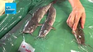 Ikan jenis ini umumnya dipelihara dalam aquarium. Beza Ikan Sembilang Dan Ikan Keli Youtube