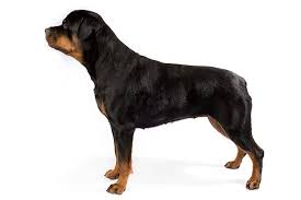 Check spelling or type a new query. Rottweiler Dog Breed Information