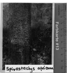 Image result for Spirostachys