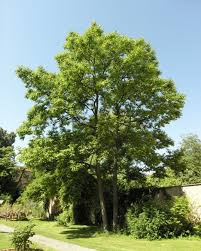 Image result for Hovenia