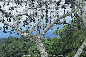 Image result for Parkia