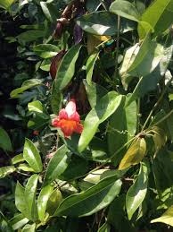 Check spelling or type a new query. Vines For Houston Falon Land Studio