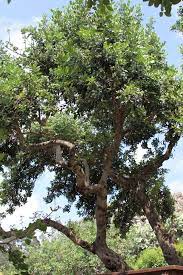 Pin By Grow Plants On Fruits Growing Harvest Trees To Plant Tree Growing Tree