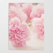 Flowers nature pretty in pink beautiful flowers pink flowers bath flowers edible flowers exotic flowers vintage flowers pink nature. Pretty Pink Carnation Flowers Photograph Poster By Moonfluff Society6