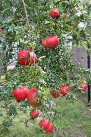 The pomegranate can be grown from seeds, seedlings and if you have a tree which produces flowers but no fruits, the most common reason is the lack of pollination due to less bee activity in your area. Amazon Com Pixies Gardens Russian Pomegranate Tree Considered The Sweetest Of All Pomegranates 1 Gallon Potted Garden Outdoor