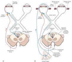 The Pathways Mediating A The Pupillary Light And B Accommodation Reflexes Cranial Nerves Nervous System Parts Nervous System
