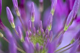 Purple Spider Flower Flowers Plants Photo
