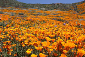 Visitors pose for photos in the middle of the lake elsinore poppy fields in walker canyon. Poppies Lake Elsinore 101 Things To Do In Orange County