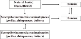 This list of ebola outbreaks records the known occurrences of ebola virus disease, a highly infectious and acutely lethal viral disease that has afflicted humans and animals primarily in equatorial africa. Natural History Of Ebola Virus Download Scientific Diagram