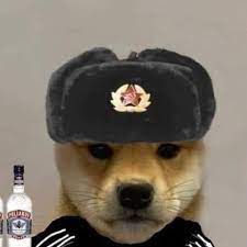 Pin By Michalina Kosakowska On Slodkie Zwierzaczki Dog Wif Hat Dog With Hat Cute Teacup Puppies