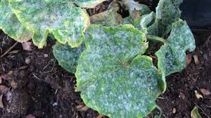 Image result for mildew on cucumbers