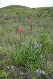 Image result for Aloe nuttii