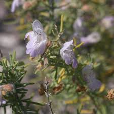 Image result for Landolphia glabra