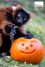 Woodland Park Zoo Blog Woodland Park Zoo Halloween Animals Woodland Park