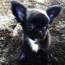 As Black As Night With Images Chihuahua Puppies Cute Baby Animals Chihuahua Dogs