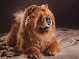 The chow chow is a sturdily built dog, square in profile, with a broad skull and small, triangular, erect ears with rounded tips. How Much Does A Chow Chow Cost Thegoodypet