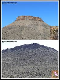 Image result for Plinthus karooicus