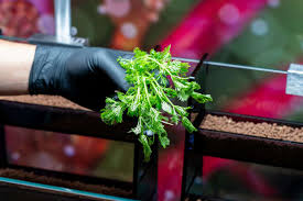 Image result for Limnophila