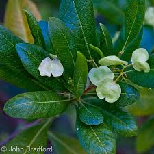 Image result for Dodonaea viscosa