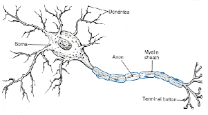 Basic Explanation Of How A Neuron Works