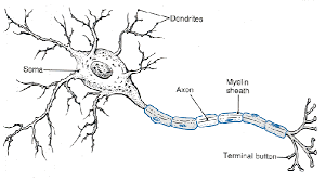 basic explanation of how a neuron works