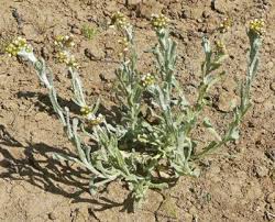 Image result for Pseudognaphalium luteo-album